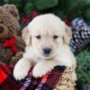 Image of Bri, a Golden Retriever puppy