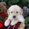 Image of Bri, a Golden Retriever puppy