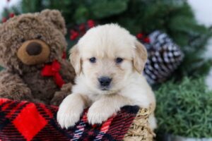 Image of Bri, a Golden Retriever puppy