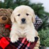 Image of Brock, a Golden Retriever puppy