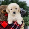 Image of Brock, a Golden Retriever puppy