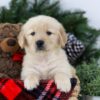 Image of Brock, a Golden Retriever puppy