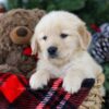 Image of Brock, a Golden Retriever puppy