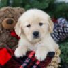 Image of Brock, a Golden Retriever puppy