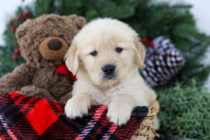 Image of Brock, a Golden Retriever puppy