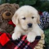 Image of Brock, a Golden Retriever puppy