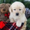 Image of Brock, a Golden Retriever puppy