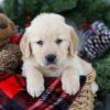 Image of Bruiser, a Golden Retriever puppy