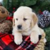 Image of Bruiser, a Golden Retriever puppy