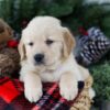 Image of Bruiser, a Golden Retriever puppy