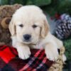 Image of Bruiser, a Golden Retriever puppy