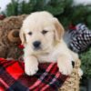 Image of Bruiser, a Golden Retriever puppy