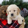 Image of Bruiser, a Golden Retriever puppy