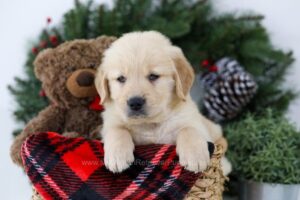 Image of Bruiser, a Golden Retriever puppy