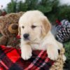 Image of Bruiser, a Golden Retriever puppy