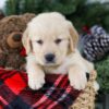 Image of Bruiser, a Golden Retriever puppy