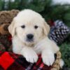 Image of Bruno, a Golden Retriever puppy