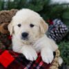 Image of Bruno, a Golden Retriever puppy