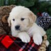 Image of Bruno, a Golden Retriever puppy