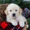 Image of Bruno, a Golden Retriever puppy