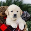 Image of Bruno, a Golden Retriever puppy