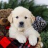 Image of Bruno, a Golden Retriever puppy