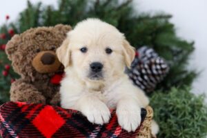 Image of Bruno, a Golden Retriever puppy