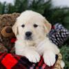 Image of Bruno, a Golden Retriever puppy