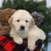 Image of Calli, a Golden Retriever puppy