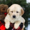 Image of Calli, a Golden Retriever puppy