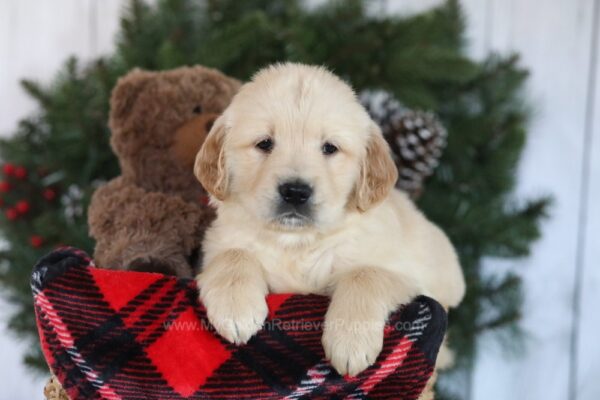 Image of Calli, a Golden Retriever puppy