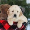 Image of Calli, a Golden Retriever puppy