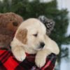 Image of Calli, a Golden Retriever puppy