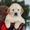 Image of Calli, a Golden Retriever puppy