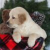 Image of Calli, a Golden Retriever puppy