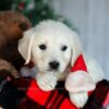 Image of Candie, a Golden Retriever puppy