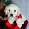 Image of Candie, a Golden Retriever puppy