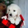 Image of Candie, a Golden Retriever puppy