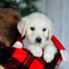 Image of Candie, a Golden Retriever puppy