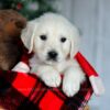 Image of Candie, a Golden Retriever puppy