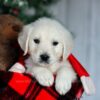 Image of Candie, a Golden Retriever puppy