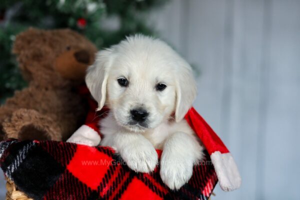 Image of Candie, a Golden Retriever puppy