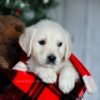 Image of Candie, a Golden Retriever puppy