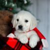 Image of Candie, a Golden Retriever puppy