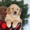 Image of Candy, a Golden Retriever puppy