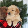 Image of Candy, a Golden Retriever puppy