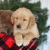 Image of Candy, a Golden Retriever puppy