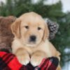 Image of Candy, a Golden Retriever puppy