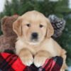 Image of Candy, a Golden Retriever puppy