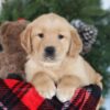 Image of Candy, a Golden Retriever puppy